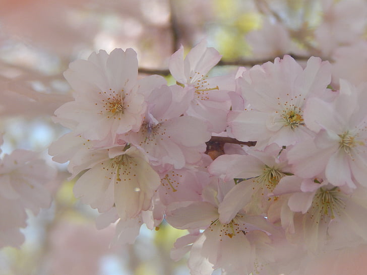 bandymas, stiklo, pavasarį, medis, rožinė