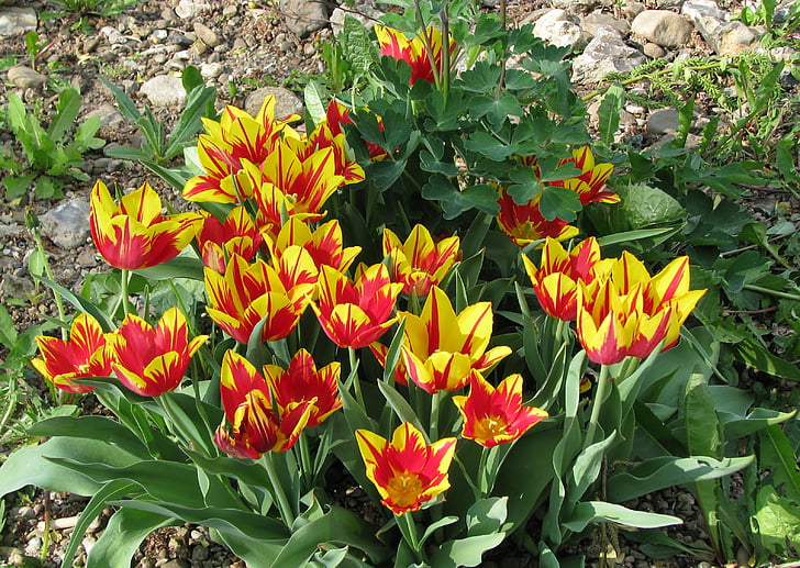 primavera, tulipanes, naturaleza, Tulip, planta, flor, amarillo
