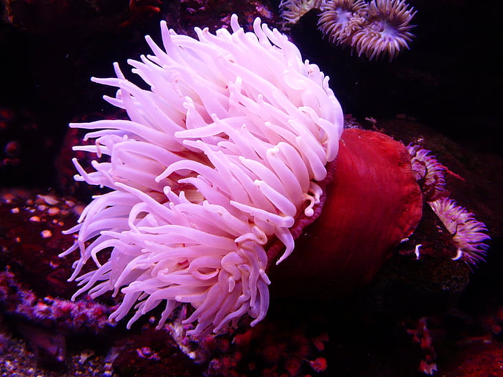 red, white, coral, animal, sea, Sea Anemone, Water