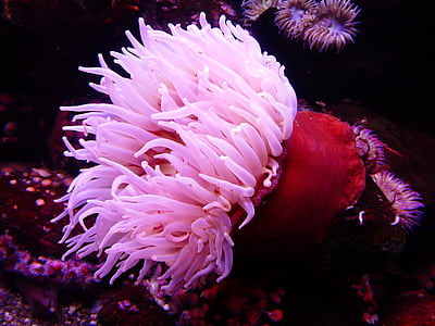 Crveni, bijeli, koraljni, životinja, more, Sea anemone, vode