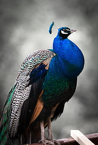 animal, bird, blue, colorful, feather, nature, peacock