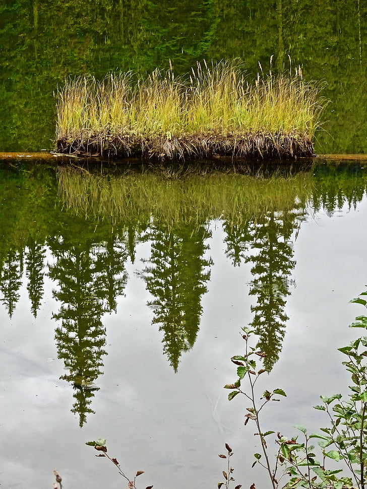 gräs, klumpar, reflektion, vatten, naturen, sjön, Utomhus
