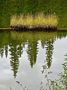 žolės, grumstai, atspindys, vandens, Gamta, ežeras, lauko