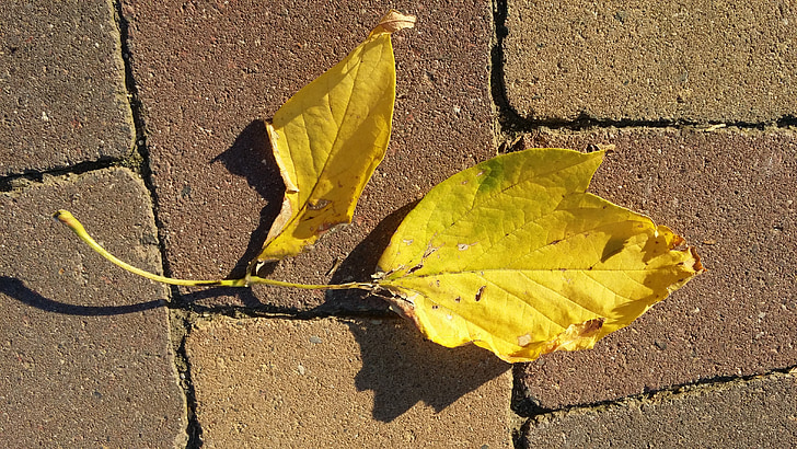 efterår, blad, gul, spacer