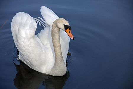 animal, bird, nature, swan, water, royalty  images, lake