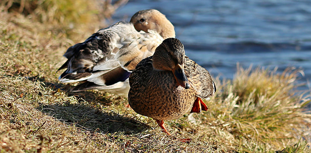 Duck, Duck lind, talvel, vee lind, lind, loodus, sulestiku