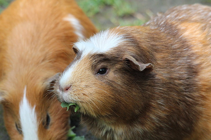 guinea pig house, cavia porcellus form, domestica, rosette guinea pig, rodent, animals, guinea Pig