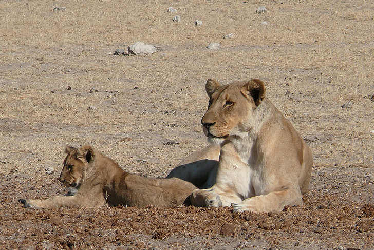 løve, Afrika, søvnig løve