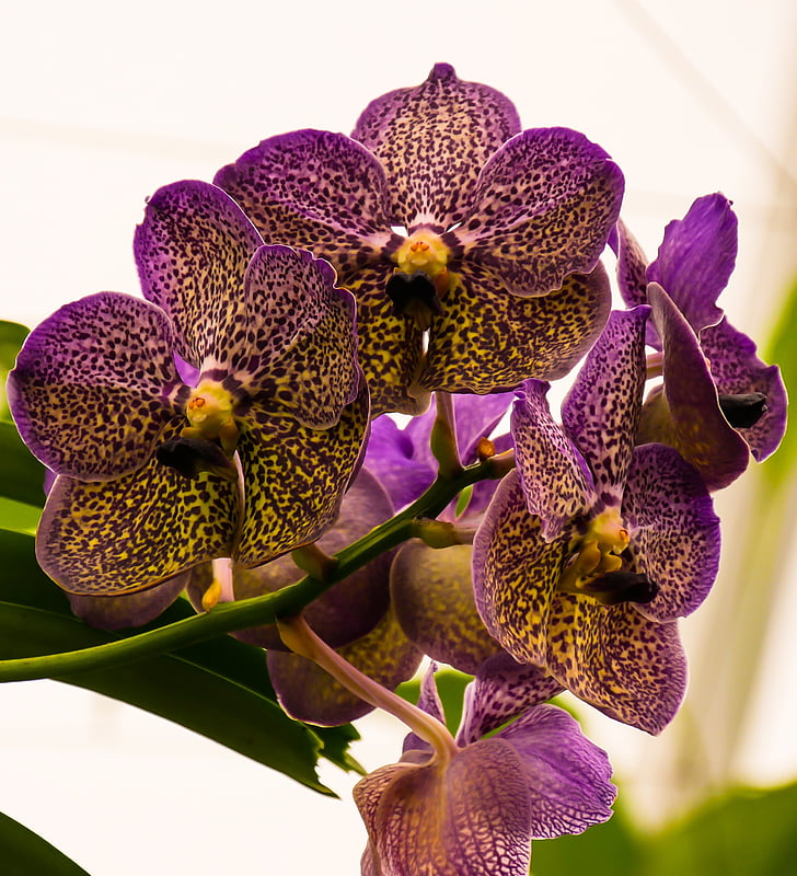 Orchid, Blossom, Bloom, kukka, Sulje, röyhy, Luonto
