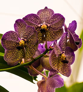 Orchid, kwiat, Bloom, kwiat, Zamknij, wiechy, Natura