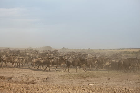 Wanderung der Gnus, große migration, Gnus, Migration, Kenia, Afrika, Serengeti