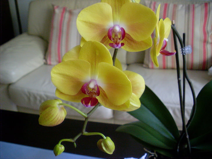 orchidėja, gėlė, žiedų, žydėti, augalų, geltona