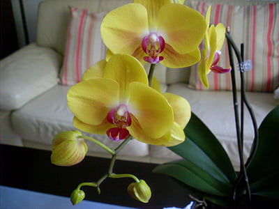 orquídia, flor, flor, flor, planta, groc