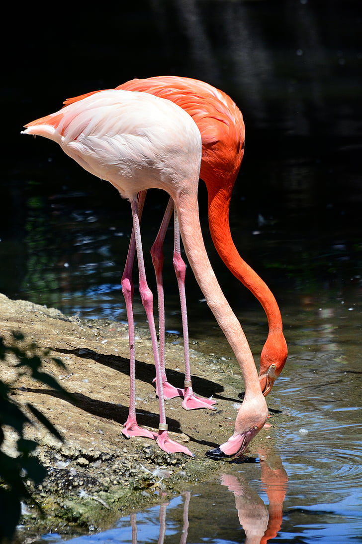 Flamingo, Zoo, fugl, vand fugl, Pink flamingo, animalske dyreliv, vand