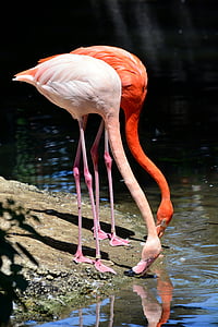 Flamingo, kebun binatang, burung, burung air, flamingo merah muda, hewan satwa liar, air