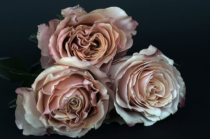 roser, laks, Rosen blomstrer, blomst, romantisk, Kærlighed, Fragrance
