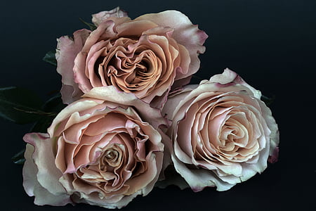 róże, Łosoś, Róża Kwiat, kwiat, romantyczny, miłość, zapach