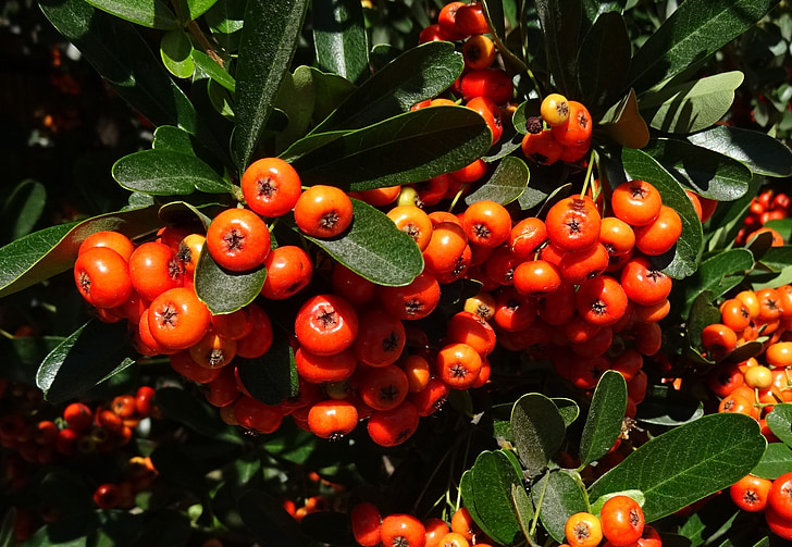 berry, pyracantha coccinea, scarlet firethorn, scarlet pyracantha, flora, edible, perennial
