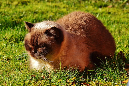 Britanska kratkodlaka mačka, mačka, angleški čistokrven konj, mieze, ljubko, živali, srčkano