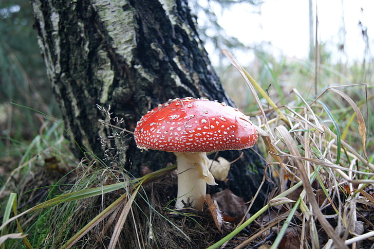 amanita, forest, mushroom, fly agaric red, nature, poisonous, mushrooms