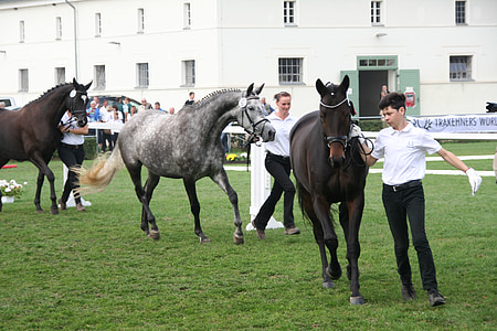 Trakehner, άλογο, Ομοσπονδιακή φοράδες δείχνουν, εκτροφή Εμφάνιση, αναπαραγωγής, επίδειξη, παρουσίαση