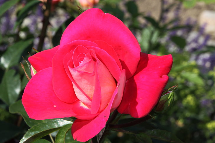 Rosa, flors roses, rosa vermella, natura, flor, flor d'estiu, espines