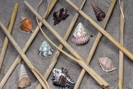 shell, still life, sand, reed