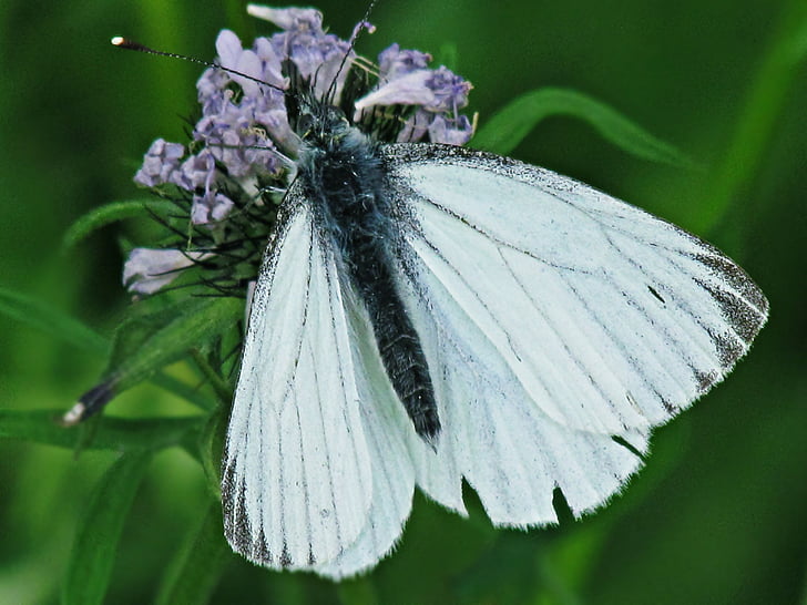 vlinder, insecten, natuur, vleugels, groene achtergrond