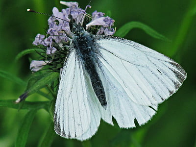 蝶, 昆虫, 自然, 翼, 緑の背景