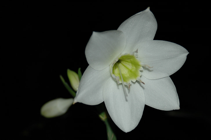 Giglio di Amazon, Eucharis, Eucharis candida, fiore, bianco, fiore bianco, natura