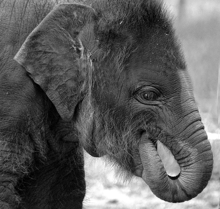 slon, živali, prosto živeče živali