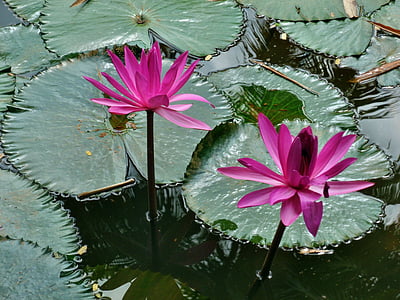 water, lily, pink, nature, flower, plant, lotus