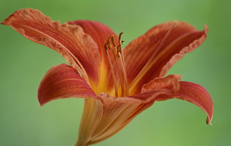 lily, lilies, blossom, bloom, blossomed, pollen, plant