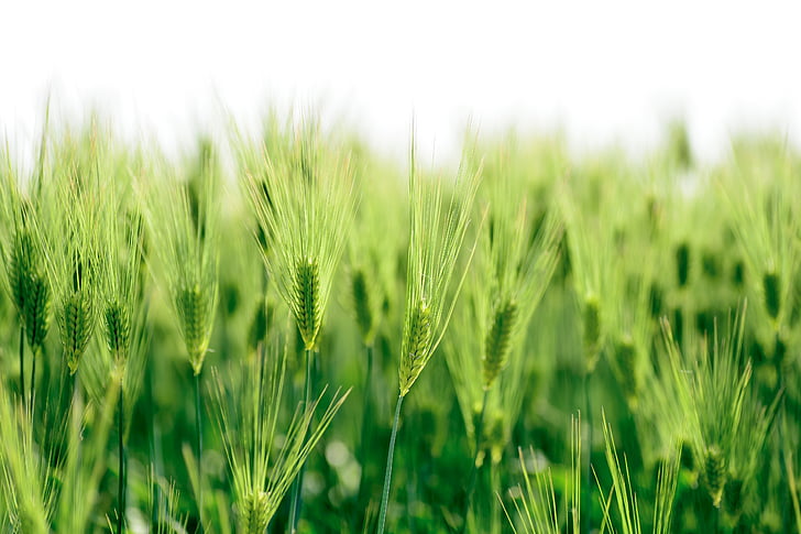 alam, tanaman, hijau, bidang, gandum, musim semi, Jepang