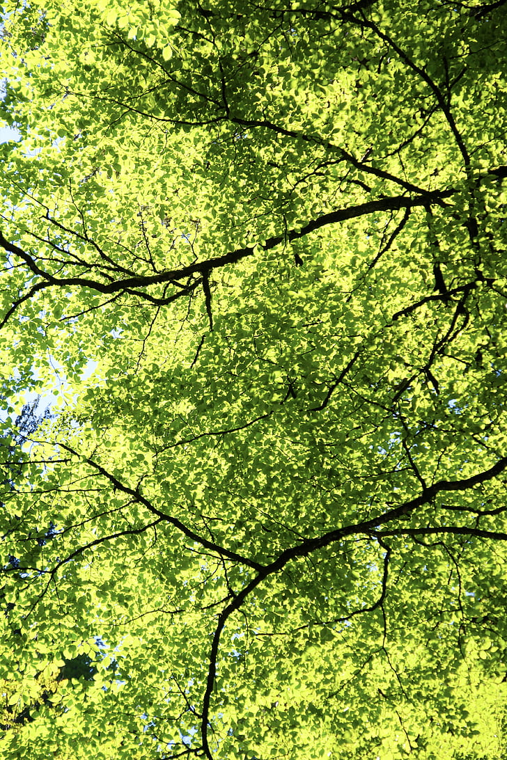 forest, leaves, green, leaf, foliage, trees