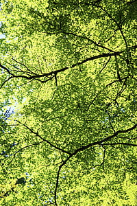 bosque, hojas, verde, hoja, follaje, árboles
