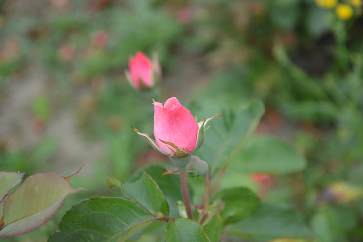 kuncup mawar Maroon, rosebush, kelopak bunga, merah muda, Taman, Bush, bunga kecil