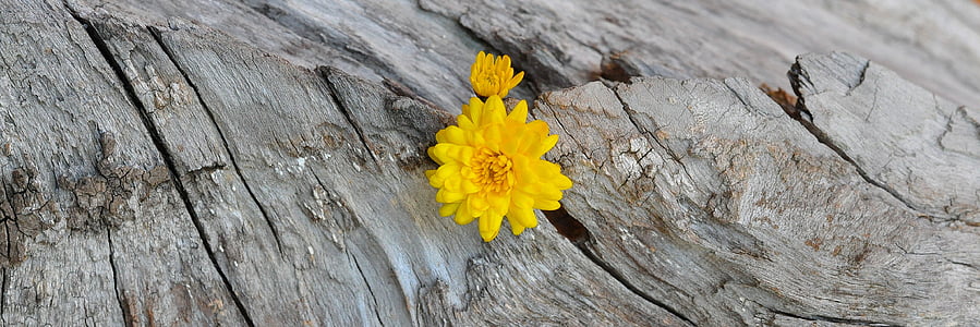 chrysanthemum, yellow, wood