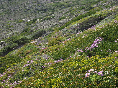 Heide, Hyväntoivonniemen, kasvi, vihreä, Etelä-Afrikka