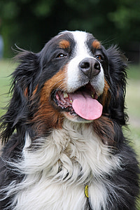 Bernese, montanha, cão, Bernese mountain dog, Berner, Sennenhund, retrato
