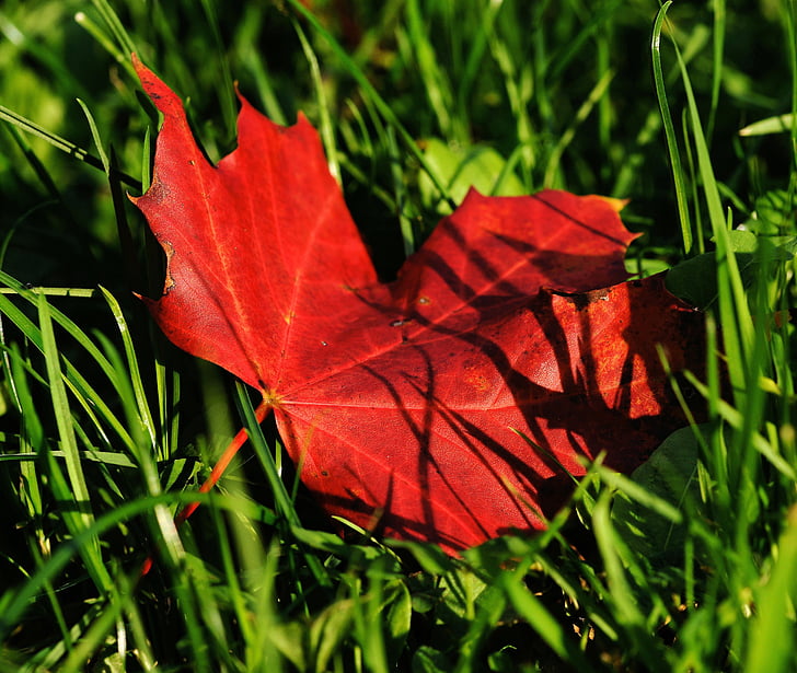 lønn, Maple leaf, høst, blad, blader, natur, fargerike