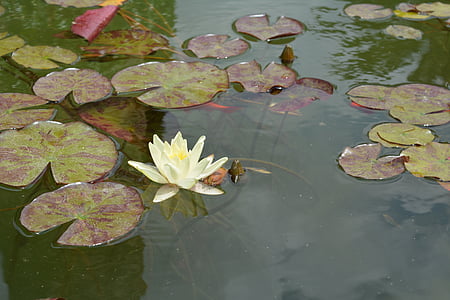 pond, aquatic plant, garden, teichplanze, nuphar, water, flowers