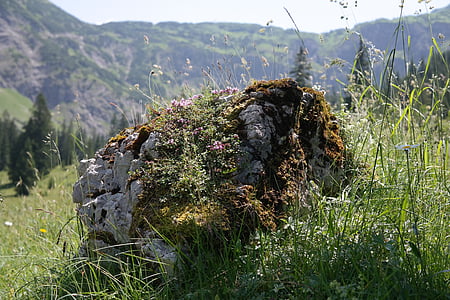 石, 石灰岩, ロック, アルパイン, 風景, 田園風景, シュタイナーの背後にあるタル
