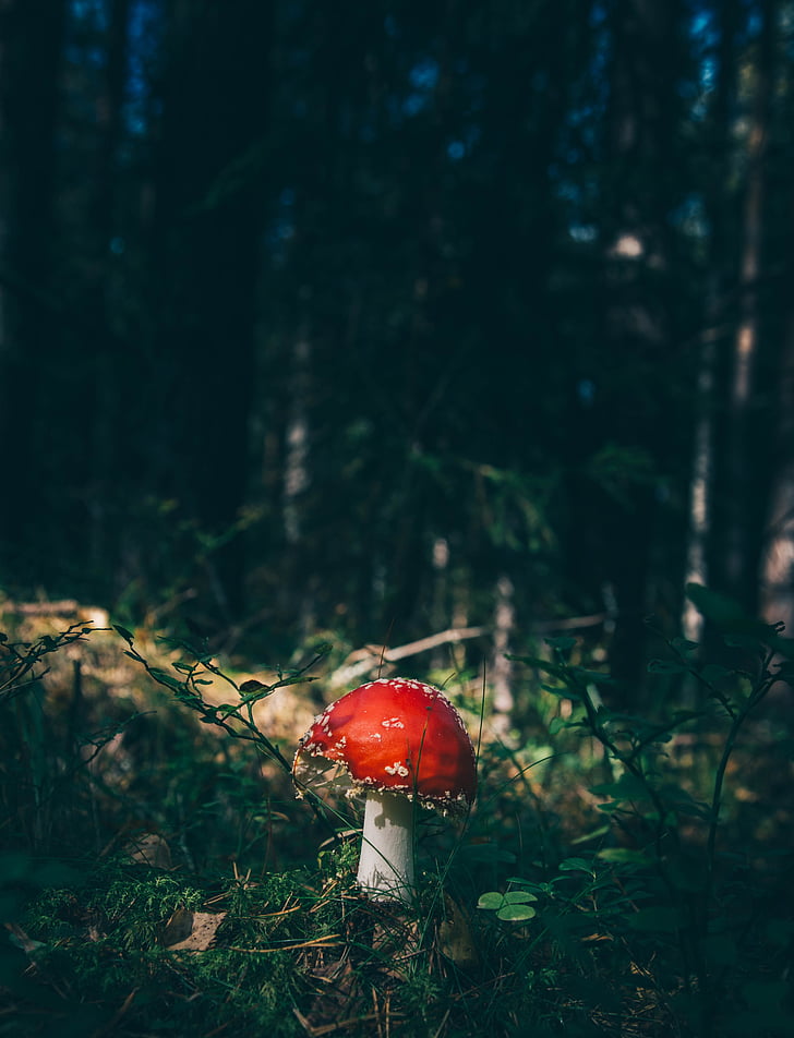 seletiva, fotografia, vermelho, cogumelo, floresta, madeira, cogumelo venenoso