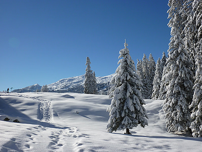 ялин, Природа, ліс, Сніжне, взимку, сніг, Чарівний зимовий