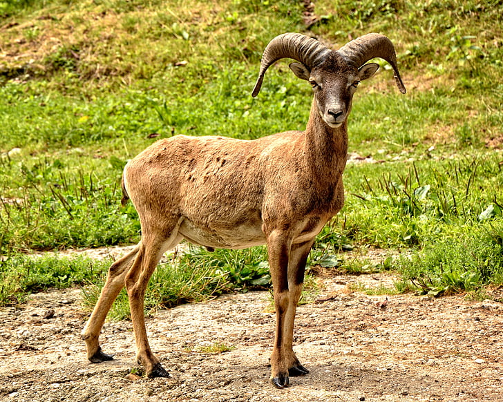 mouflon, 欧州 mouflon, ovis クロマグロ musimon, マッフル, 牡羊座, 男性, 角