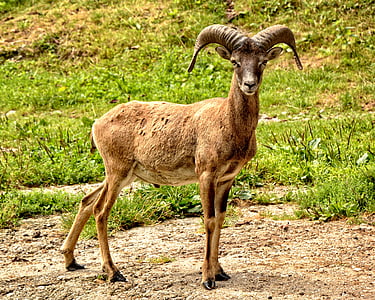 mouflon, european mouflon, ovis orientalis musimon, muffle, aries, male, horned