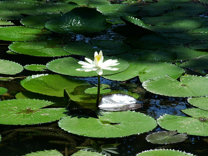 natur, Vitória régia, blomst, Lake