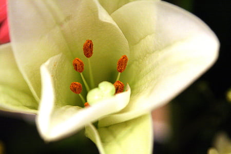 Hoa, Hoa horn, hoa trắng, Lily, Hoa trang trí, Ikebana, Thiên nhiên