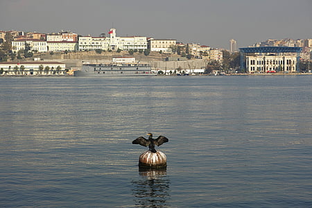 istanbul, nature, bird, cormorant, city, estuary, water
